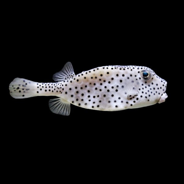 Shortnose Boxfish