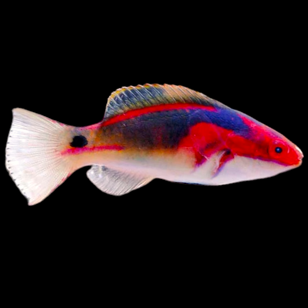 Indo Exquisite Fairy-wrasse
