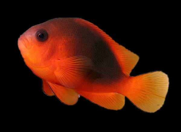 Red Saddleback Clownfish