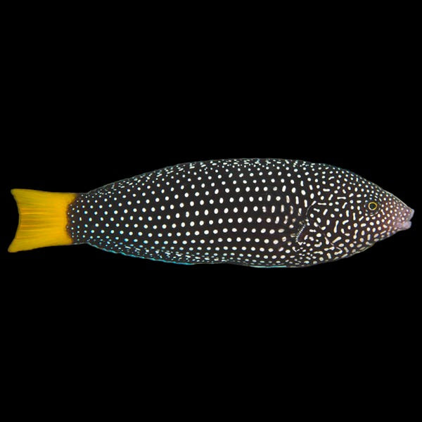 White-spotted Wrasse