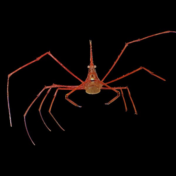 Arrowhead Crab