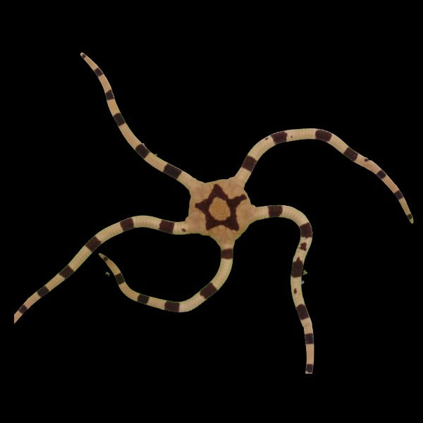 Banded Brittle Starfish