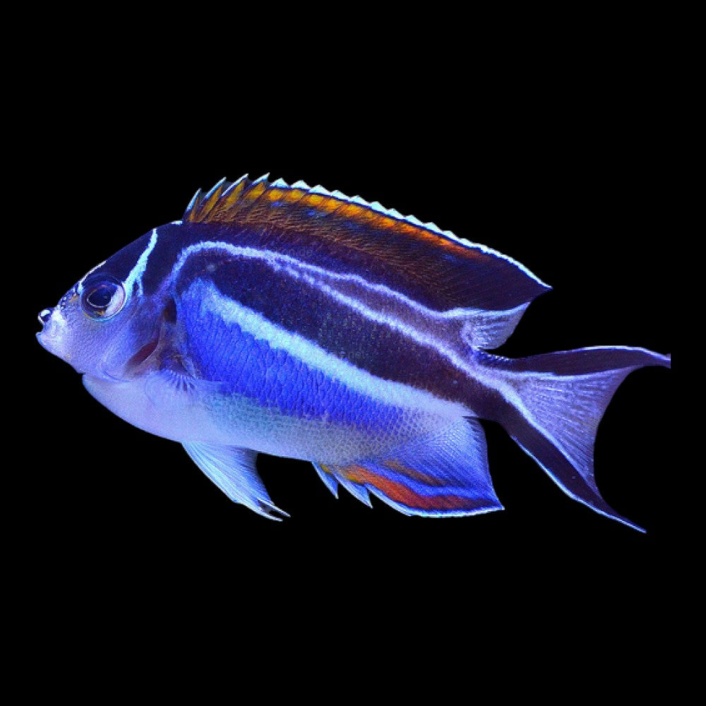 Bellus Swallowtail Angelfish &