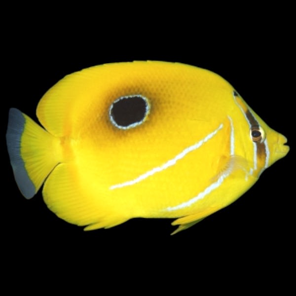 Bennett's Butterflyfish (Medium)
