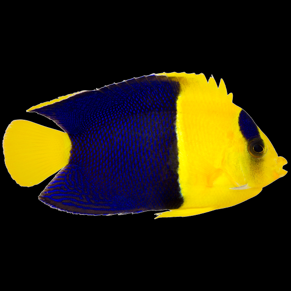 Bicolour Angelfish (Medium)