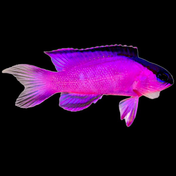 Black Cap Basslet