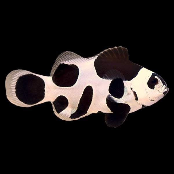 Black Storm Clownfish (Breeding Pair)