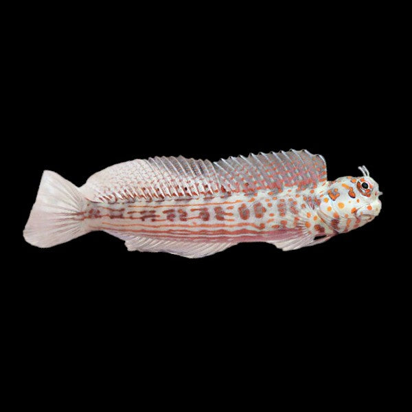 Red-streaked Blenny (Medium)
