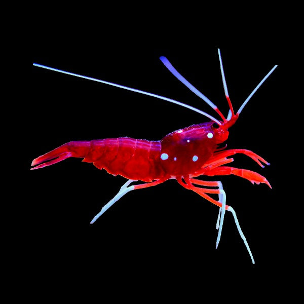 Blood Fire Shrimp