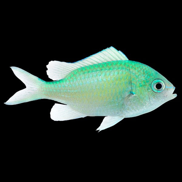 Blue Green Chromis