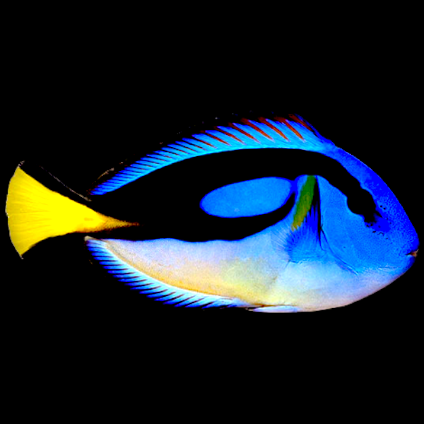 Blue Tang Yellow Belly