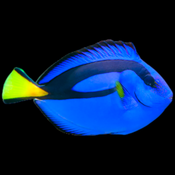 Blue Tang