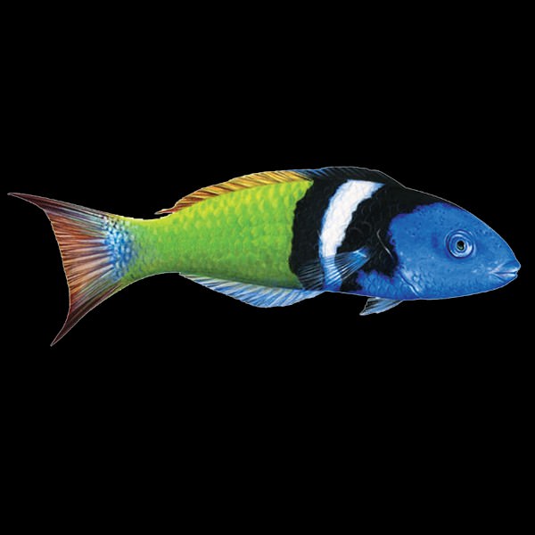 Bluehead Wrasse