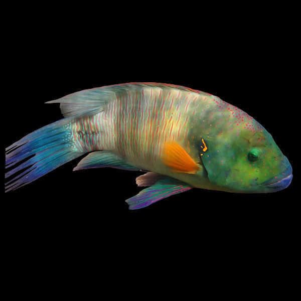 Broomtail Wrasse (Medium)
