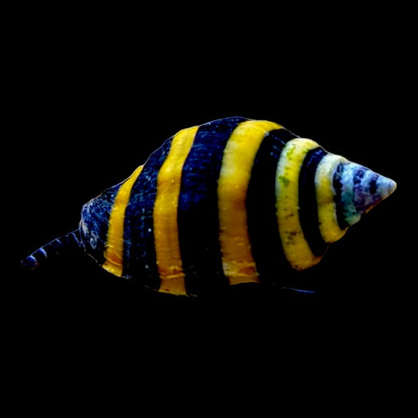 Bumblebee Snail