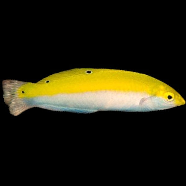 Canarytop Wrasse