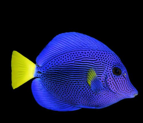 Purple Tang