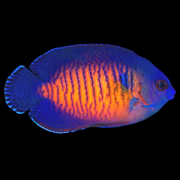 Coral Beauty Angelfish