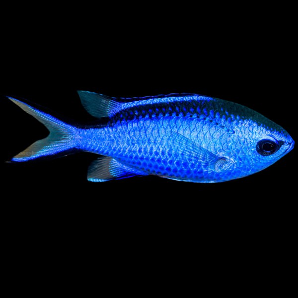 Blue Reef Chromis