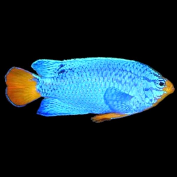 Blue Devil Demoiselle - Male Orange tailed (Medium)