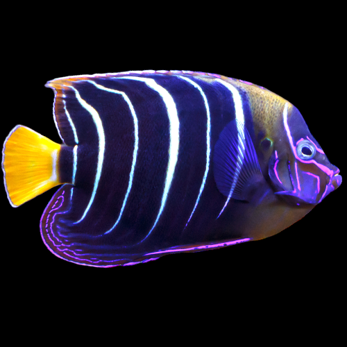 Chrysurus Angelfish (XX-Large) **SHOW SIZE**