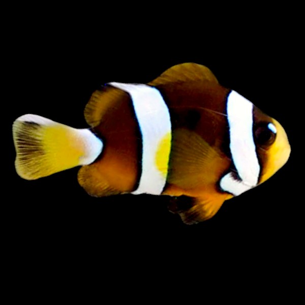 Clarkii Clownfish - In-store special