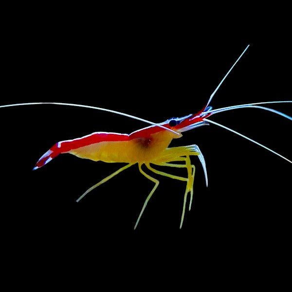 Cleaner Shrimp