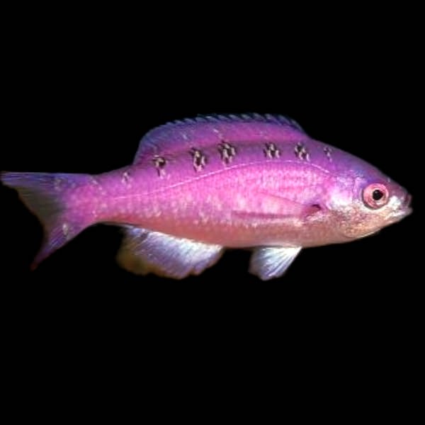 Creole Wrasse