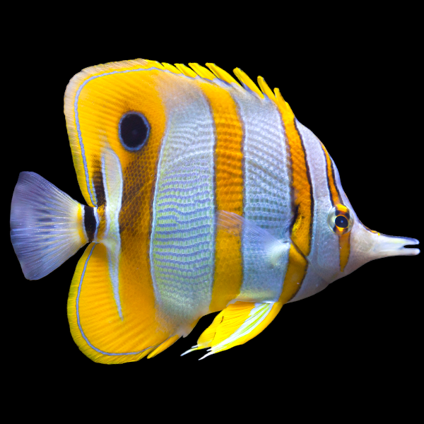 Copperband Butterflyfish