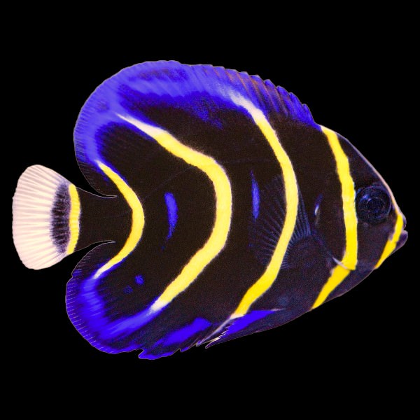 Cortez Angelfish - CAPTIVE BRED