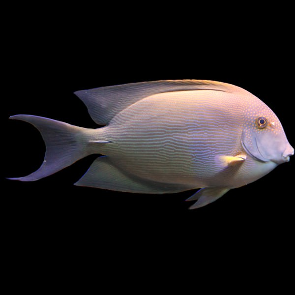 Striped Bristletooth Surgeonfish