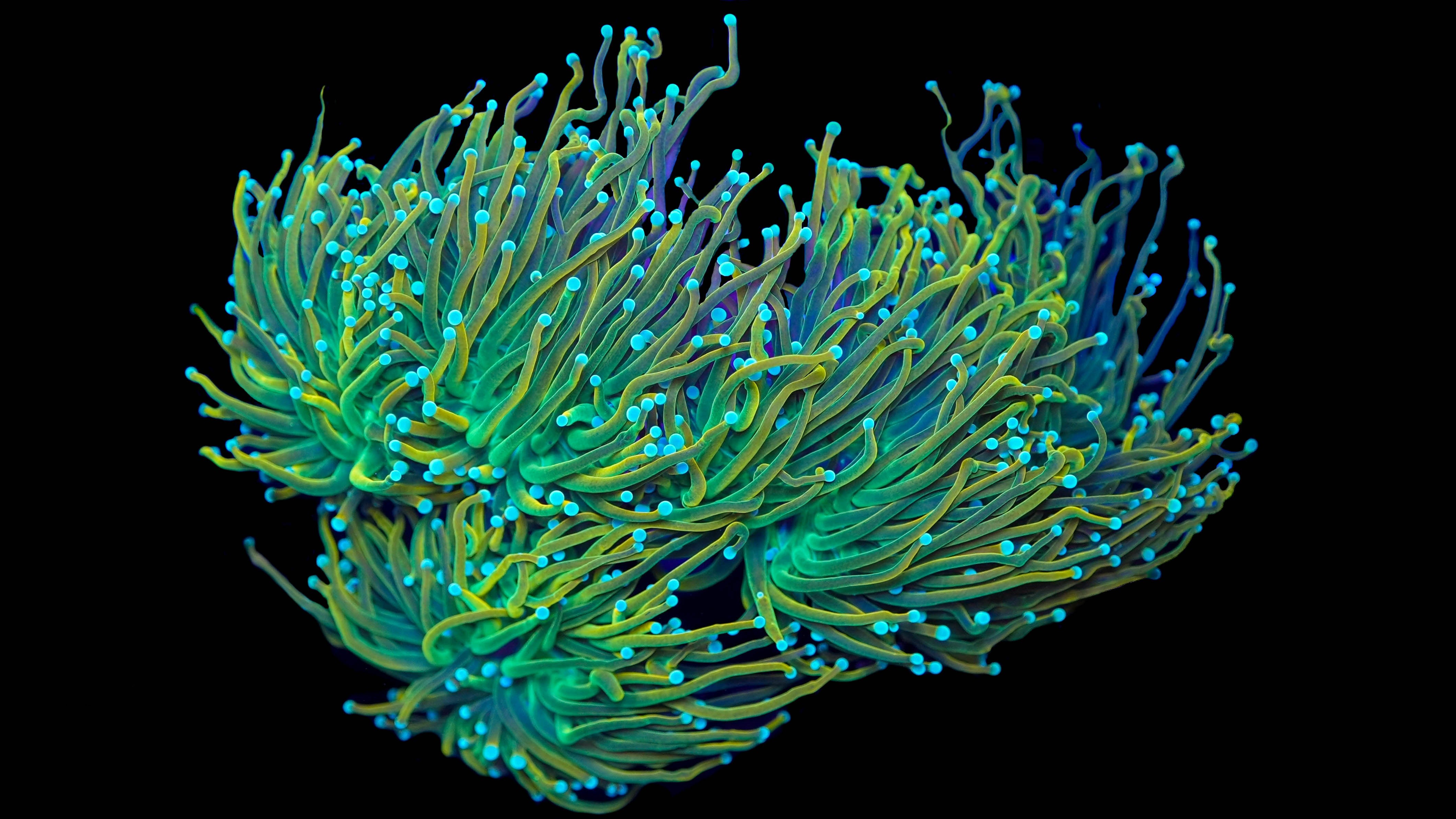 Master Torch Single Polyp