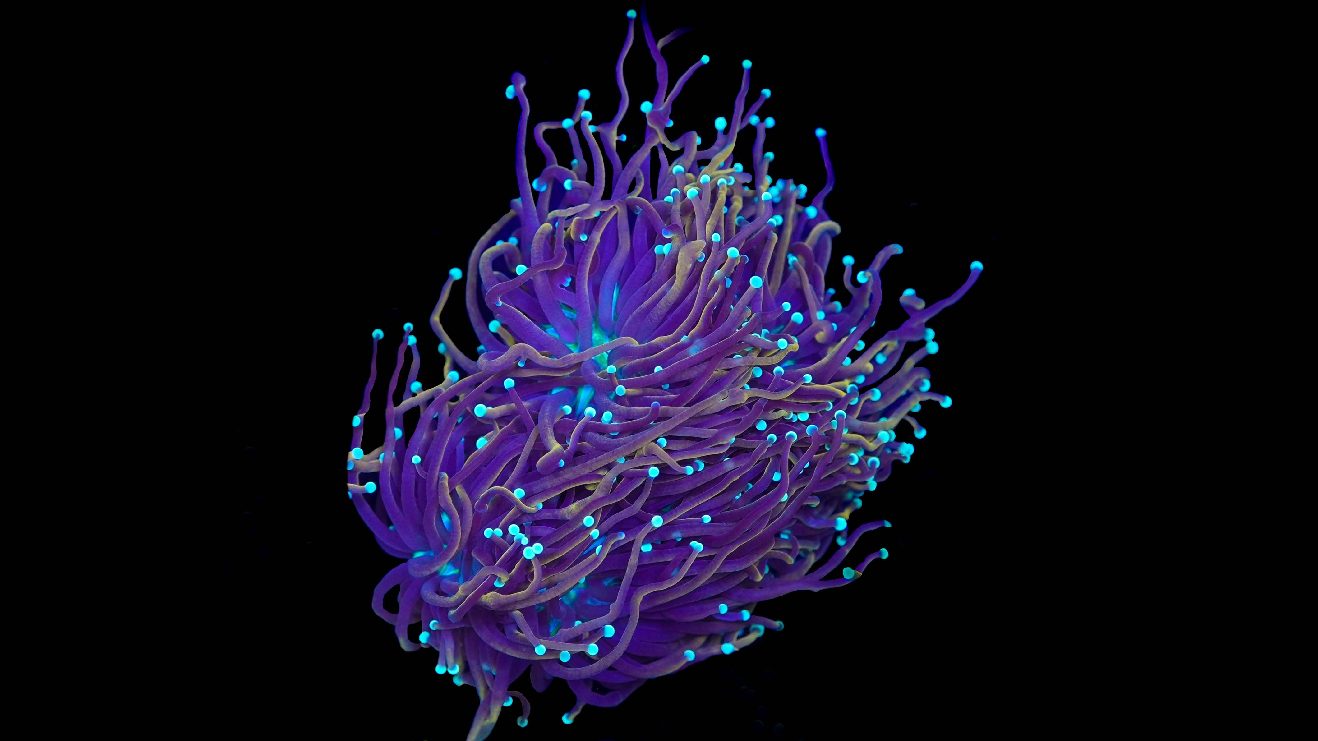 NY Knicks Torch Coral