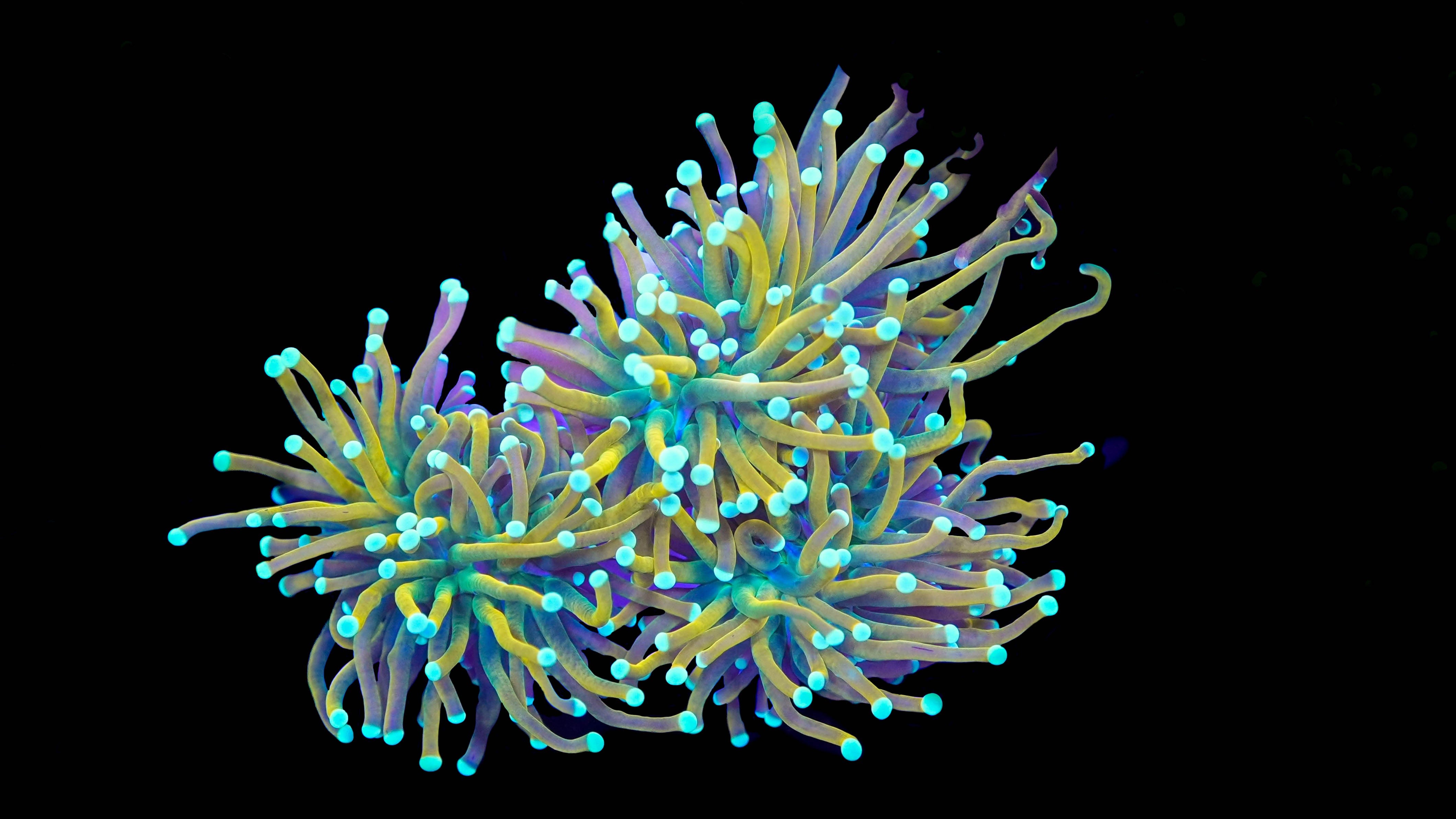 Tri Color Gold Torch Coral