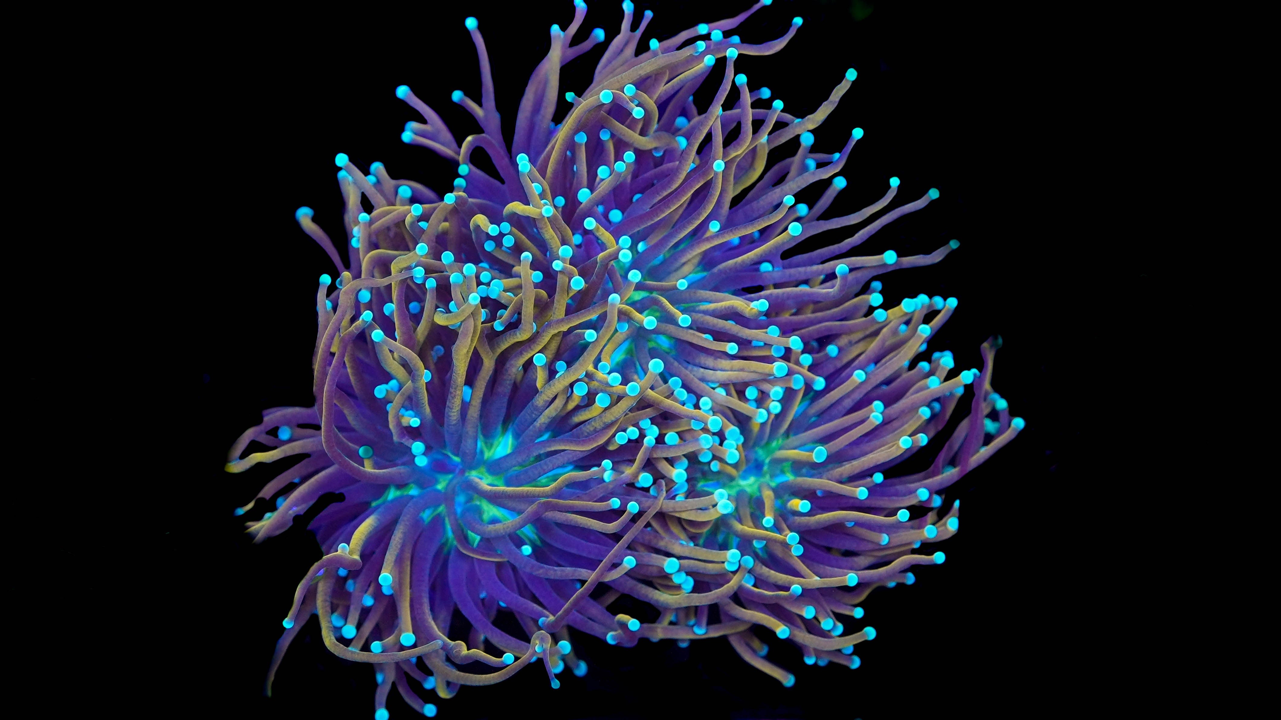 Ultra Blue Tip Gold Torch Coral