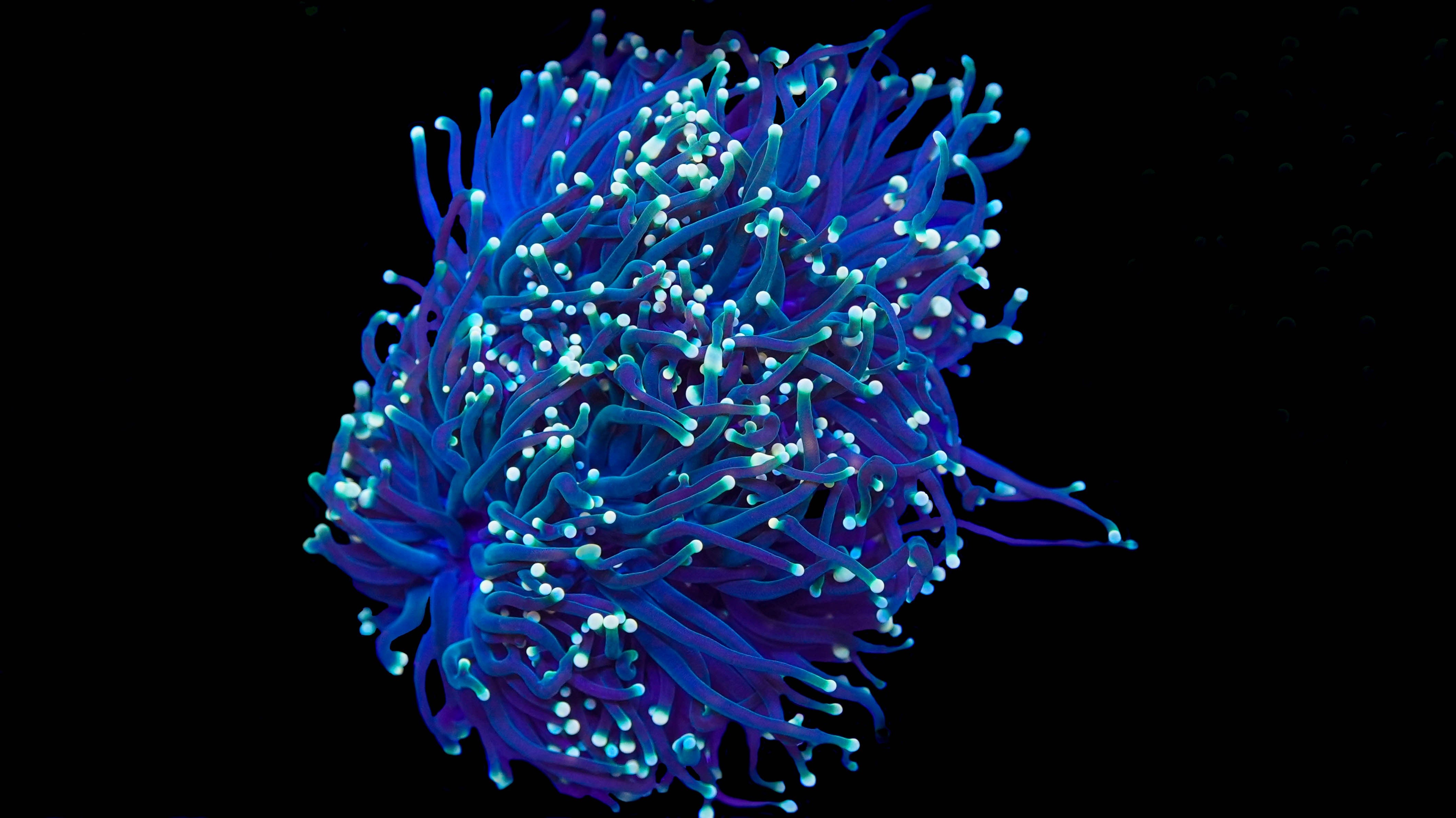 Teal Tip Black Torch