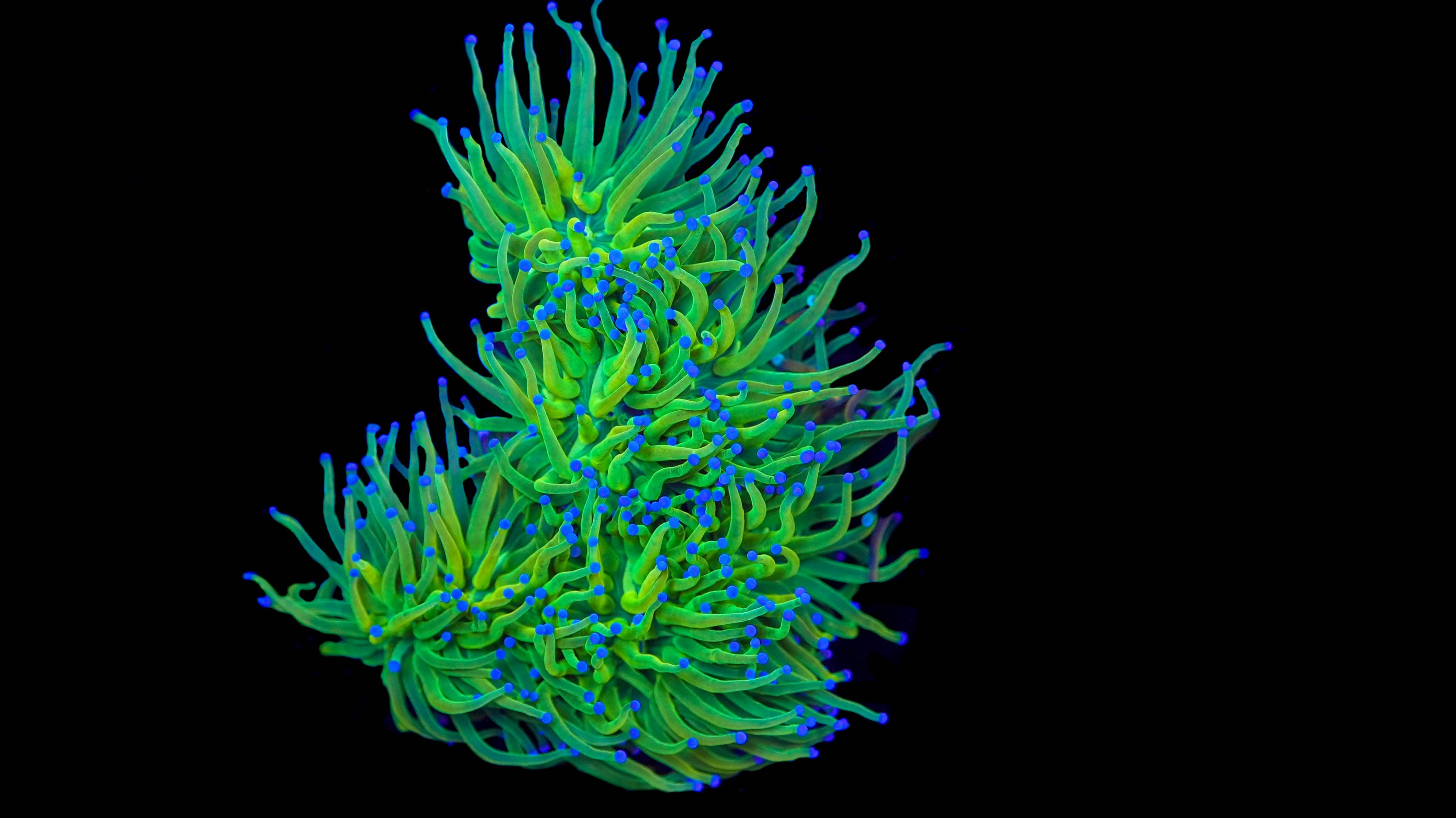 Blue Tip Neon Green Torch