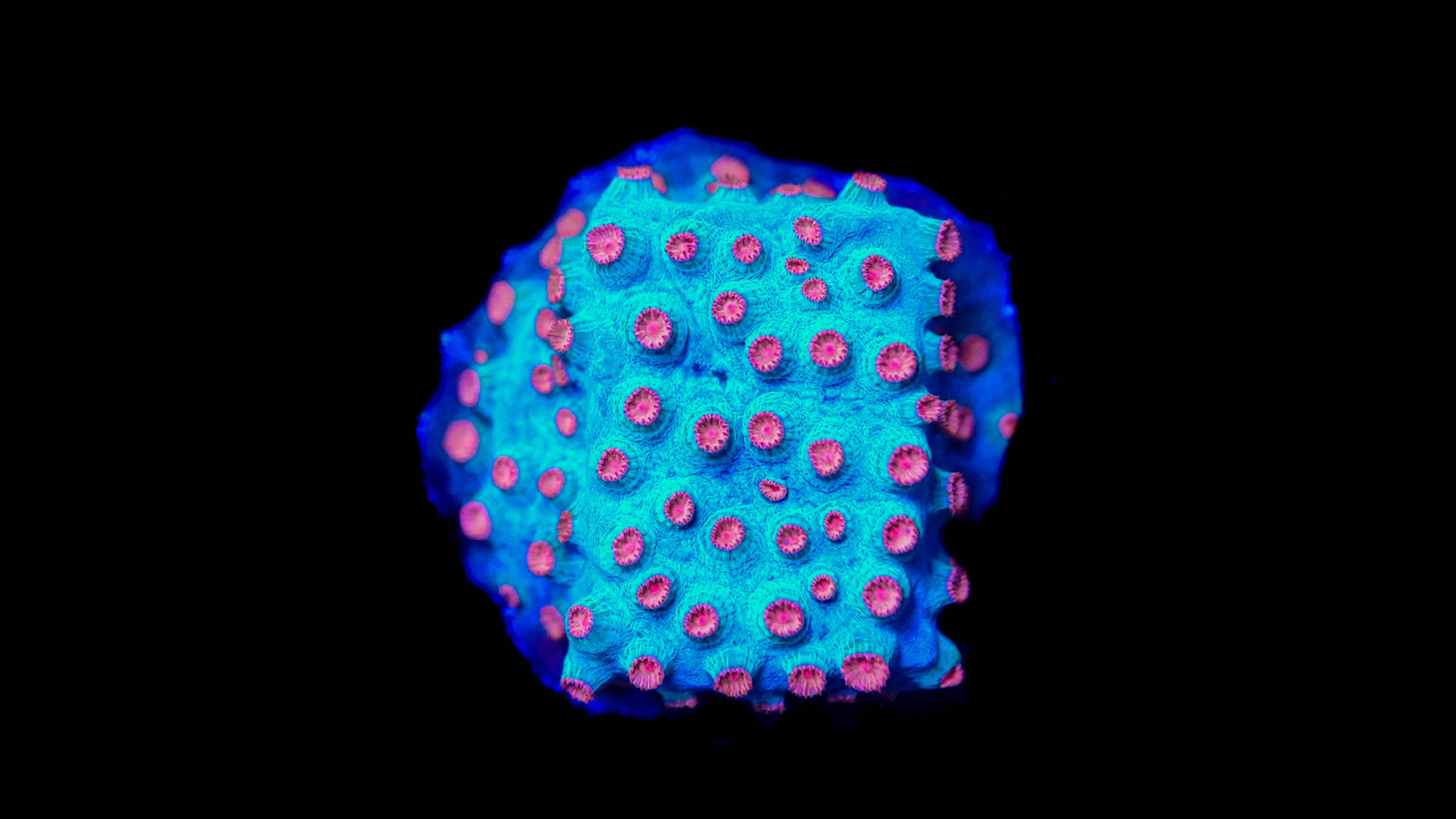 Meteor Shower Cyphastrea