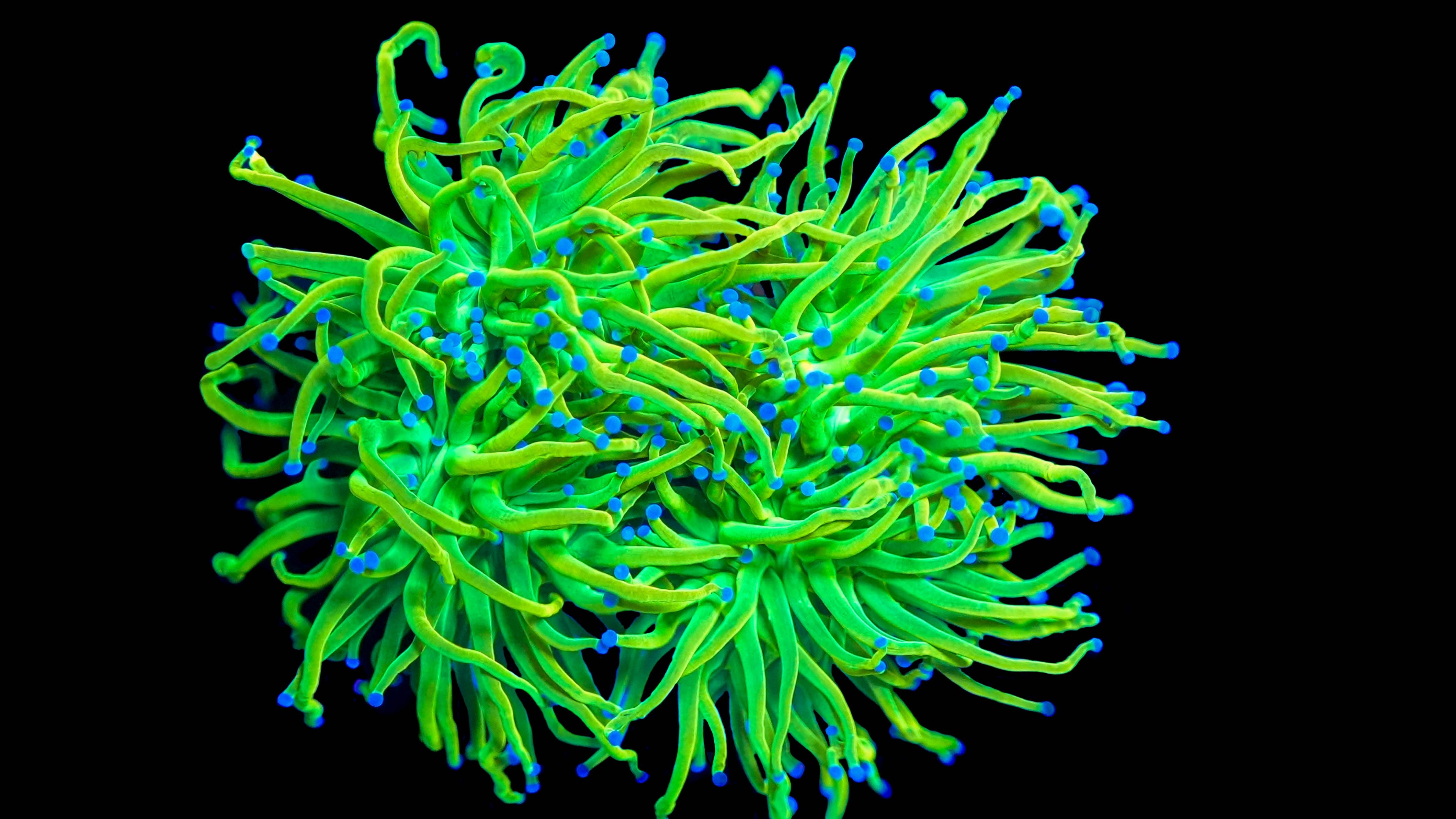 Ultra Blue Tip Neon Green Torch