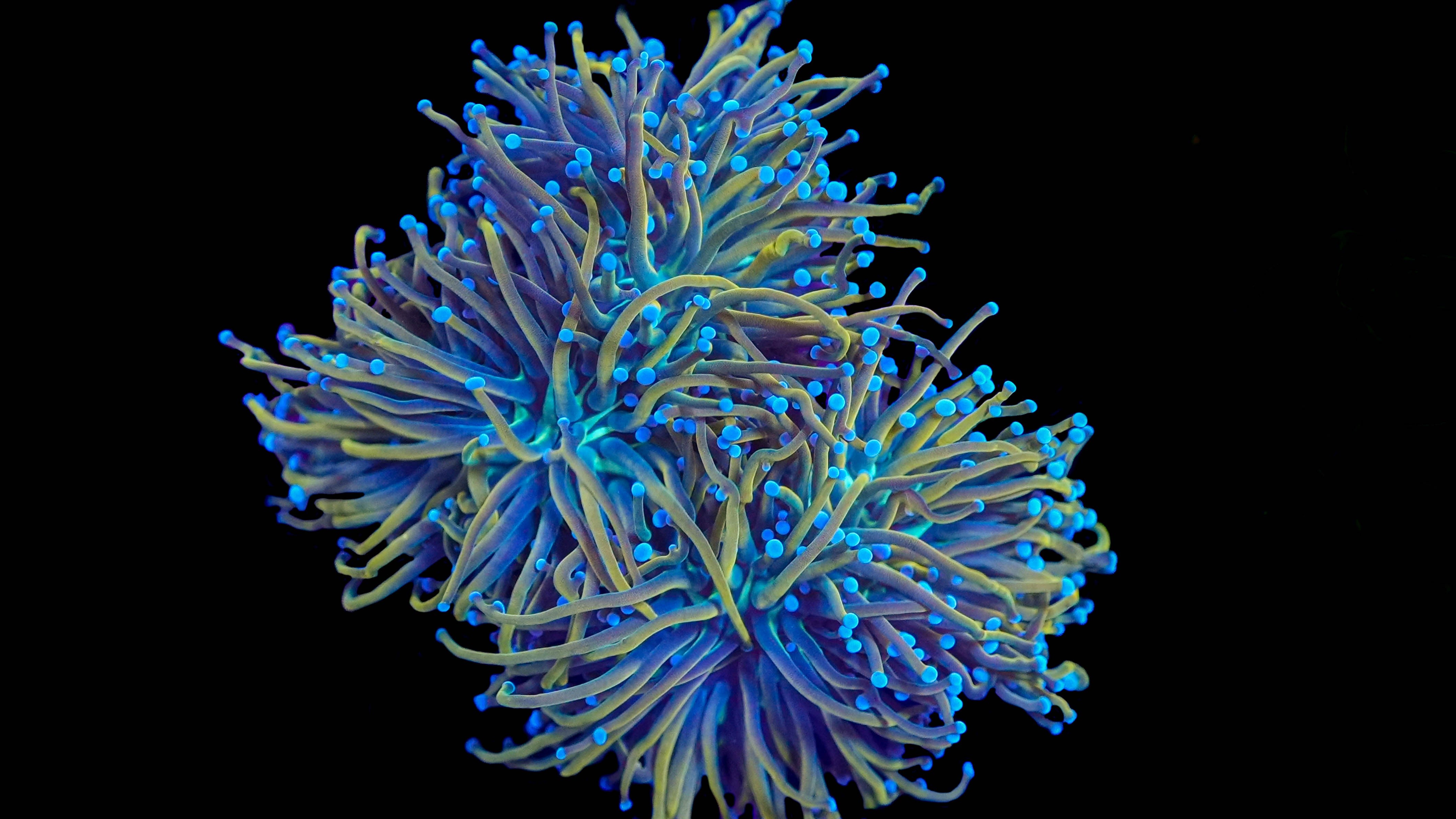 Ultra Blue and Gold Tiger Torch Per Head