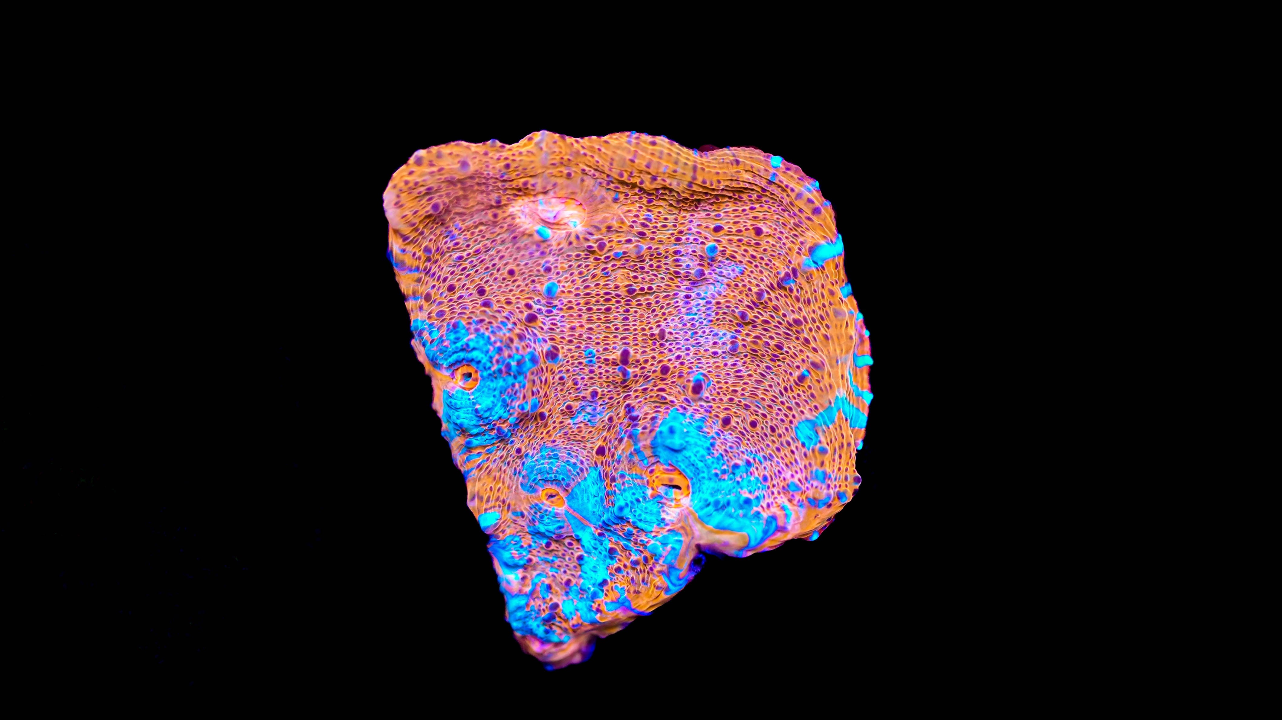WYSIWYG Chalice Coral