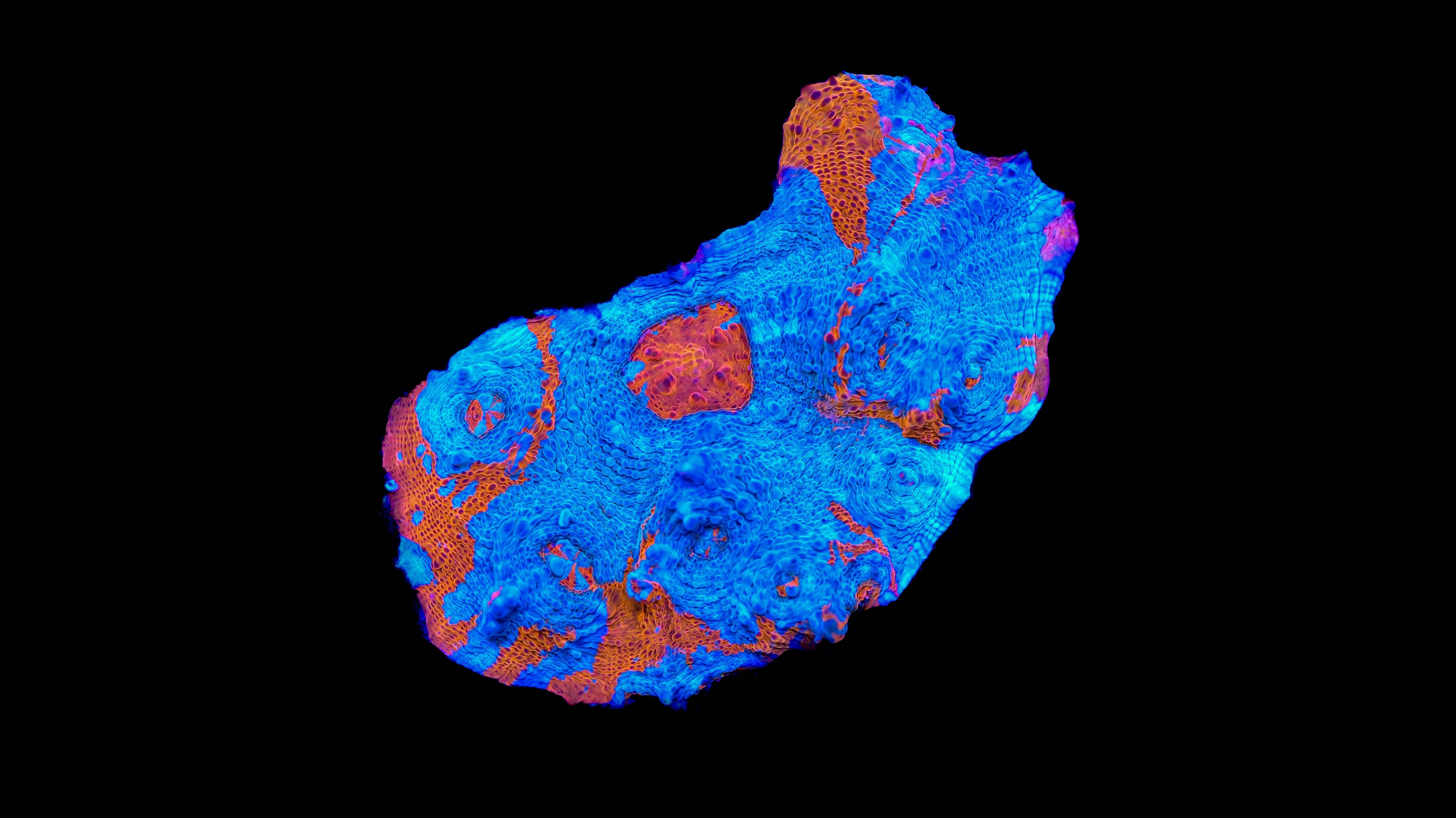 WYSIWYG Chalice Coral