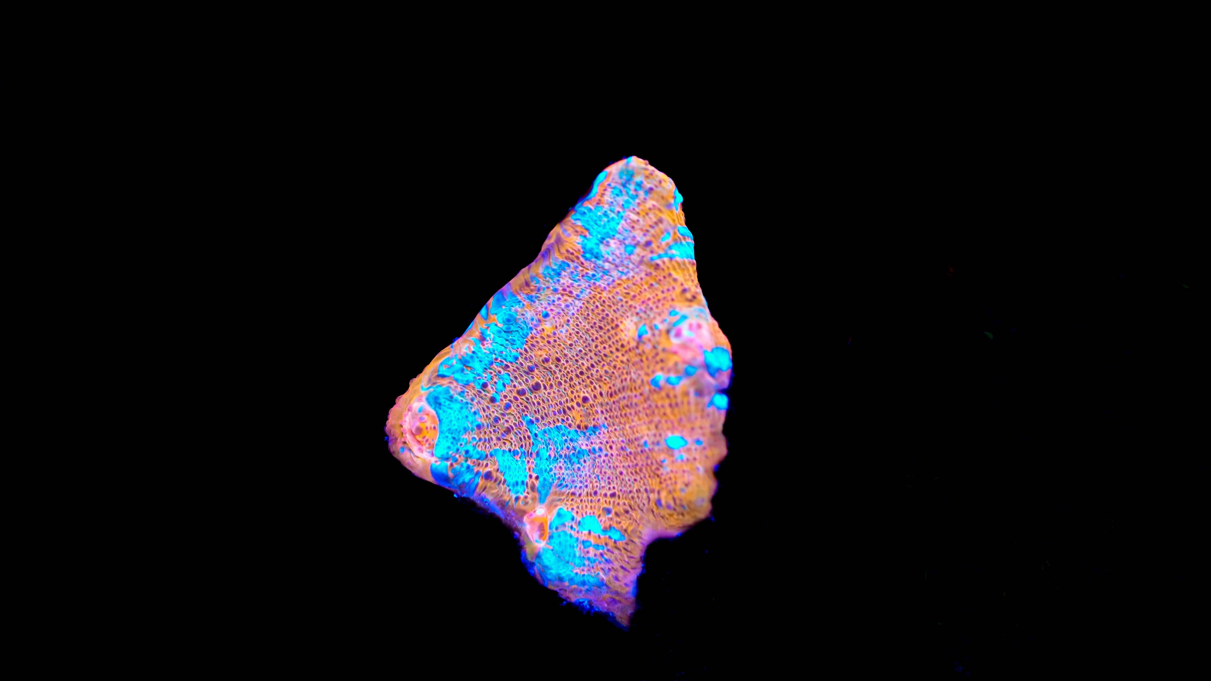 Wysiwyg Chalice Coral