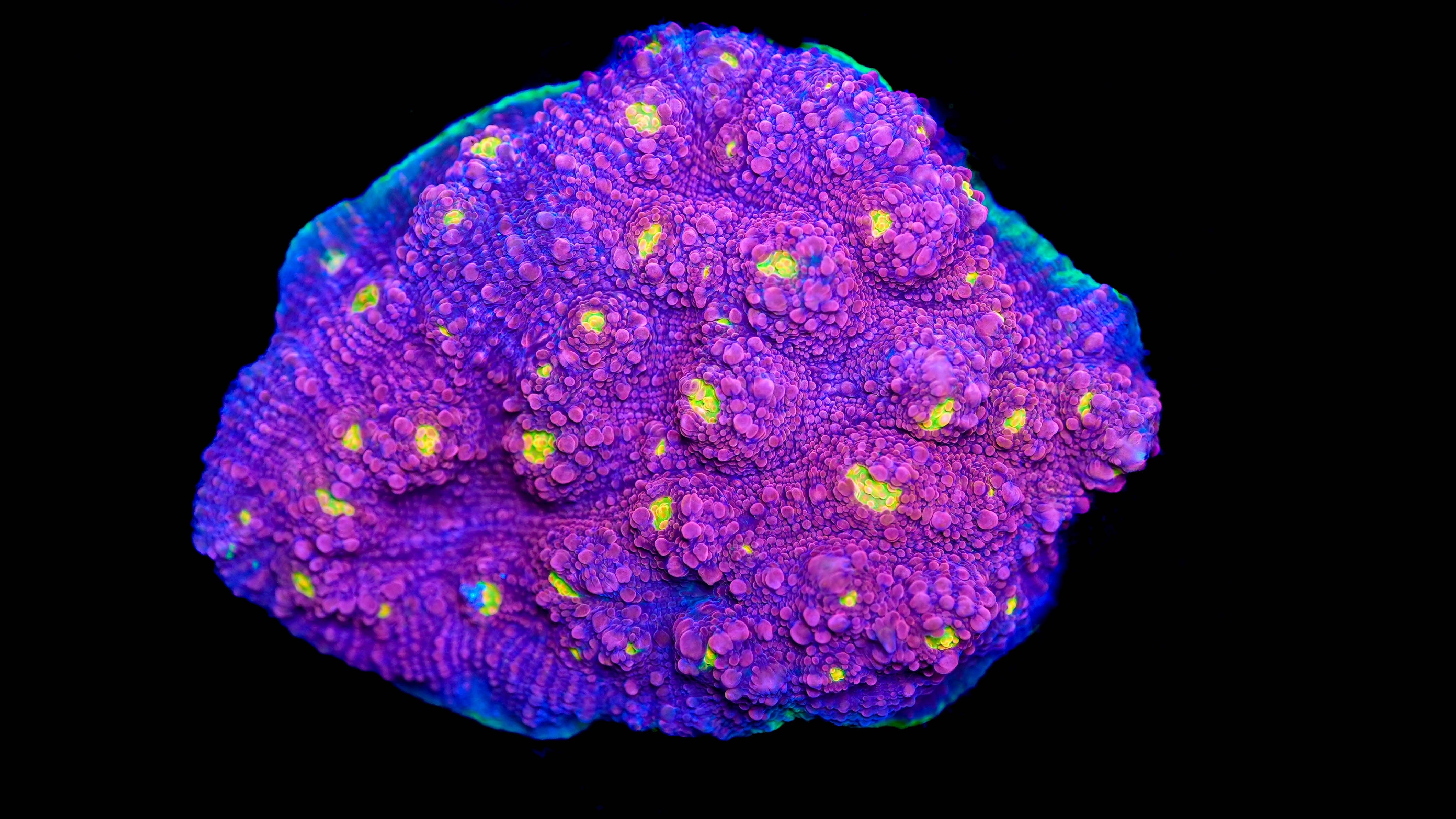 Wysiwyg Chalice Coral 21