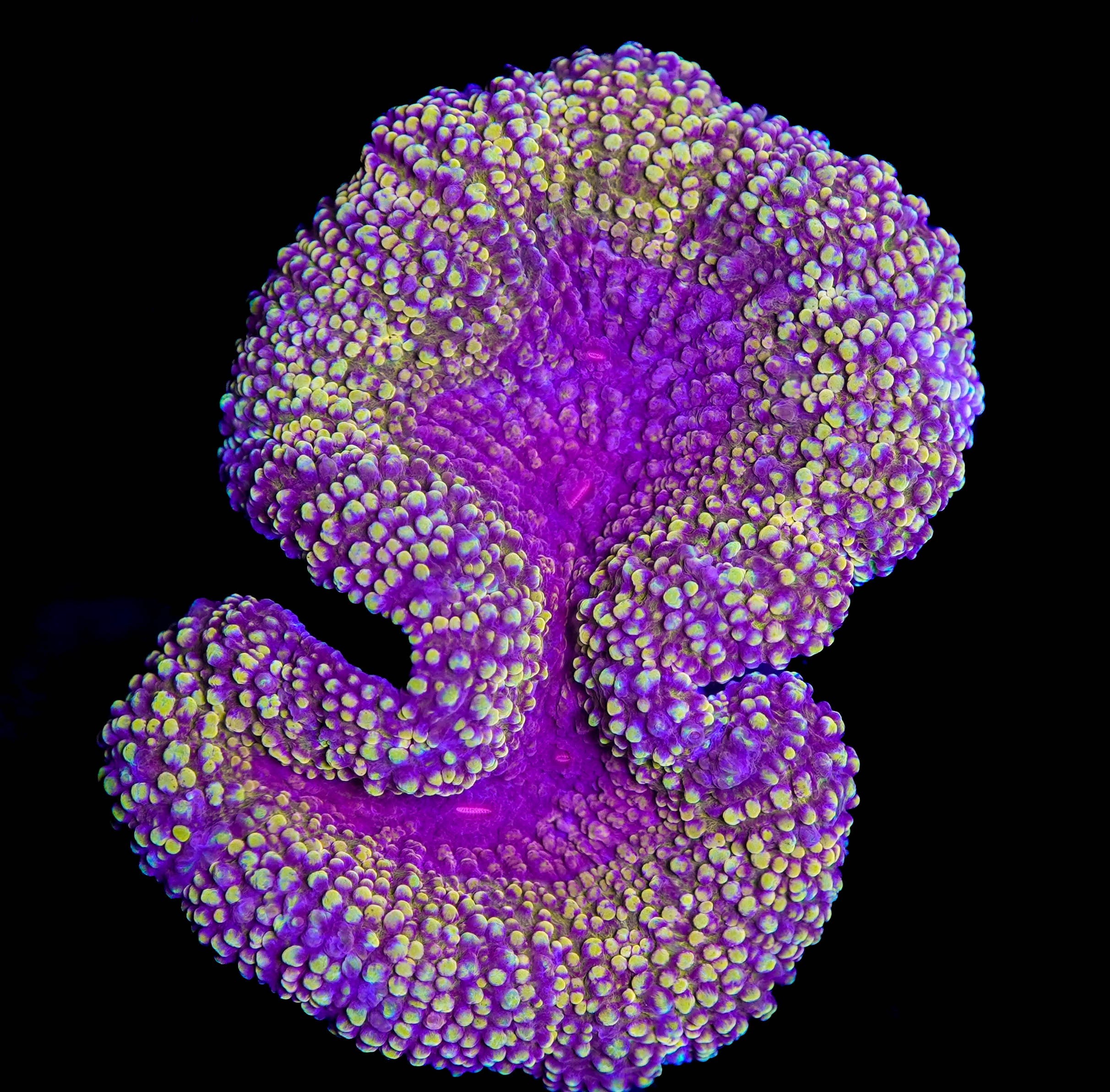 Purple Gold Lobophyllia