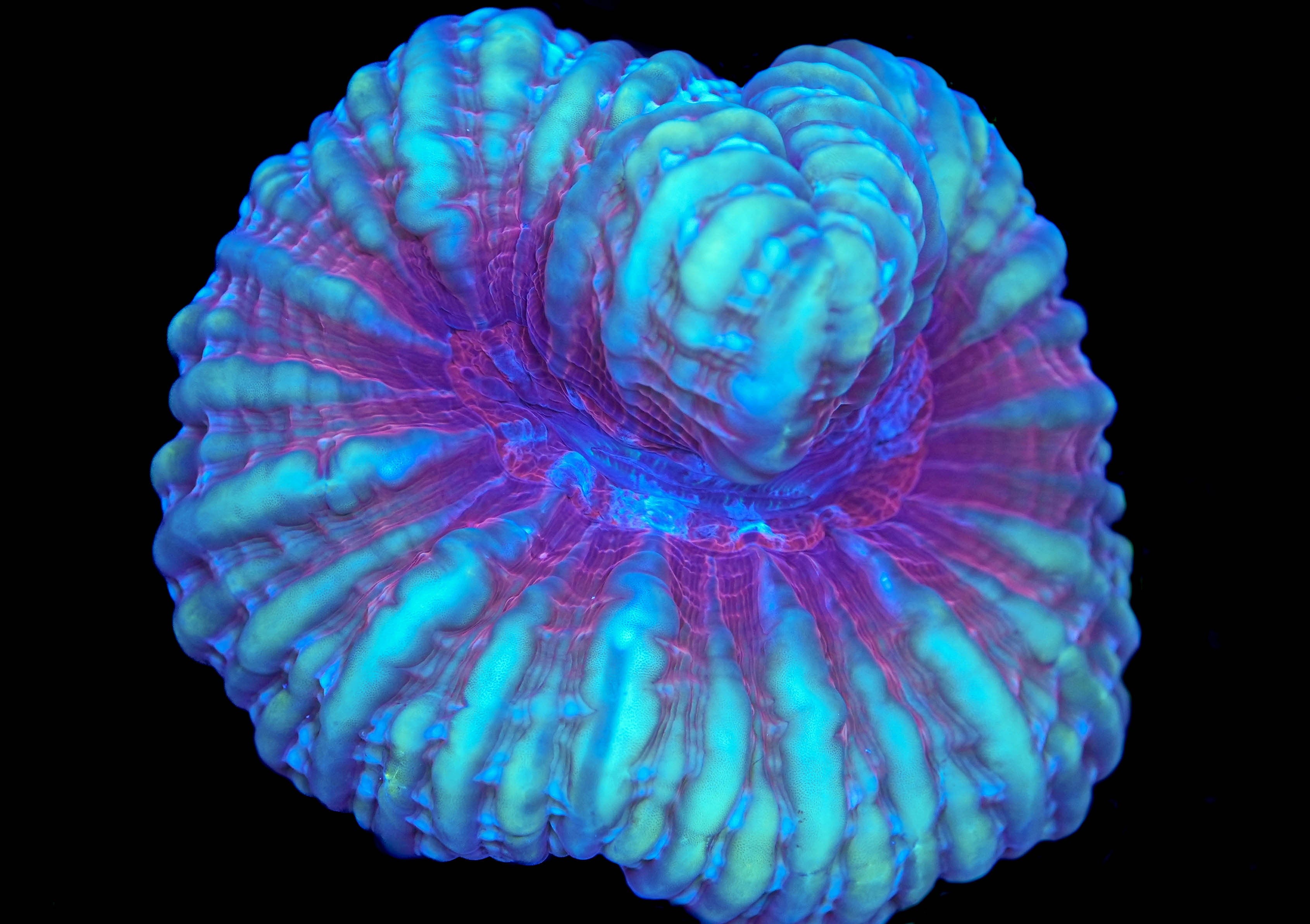 WYSIWYG Large Ultra Cynarina