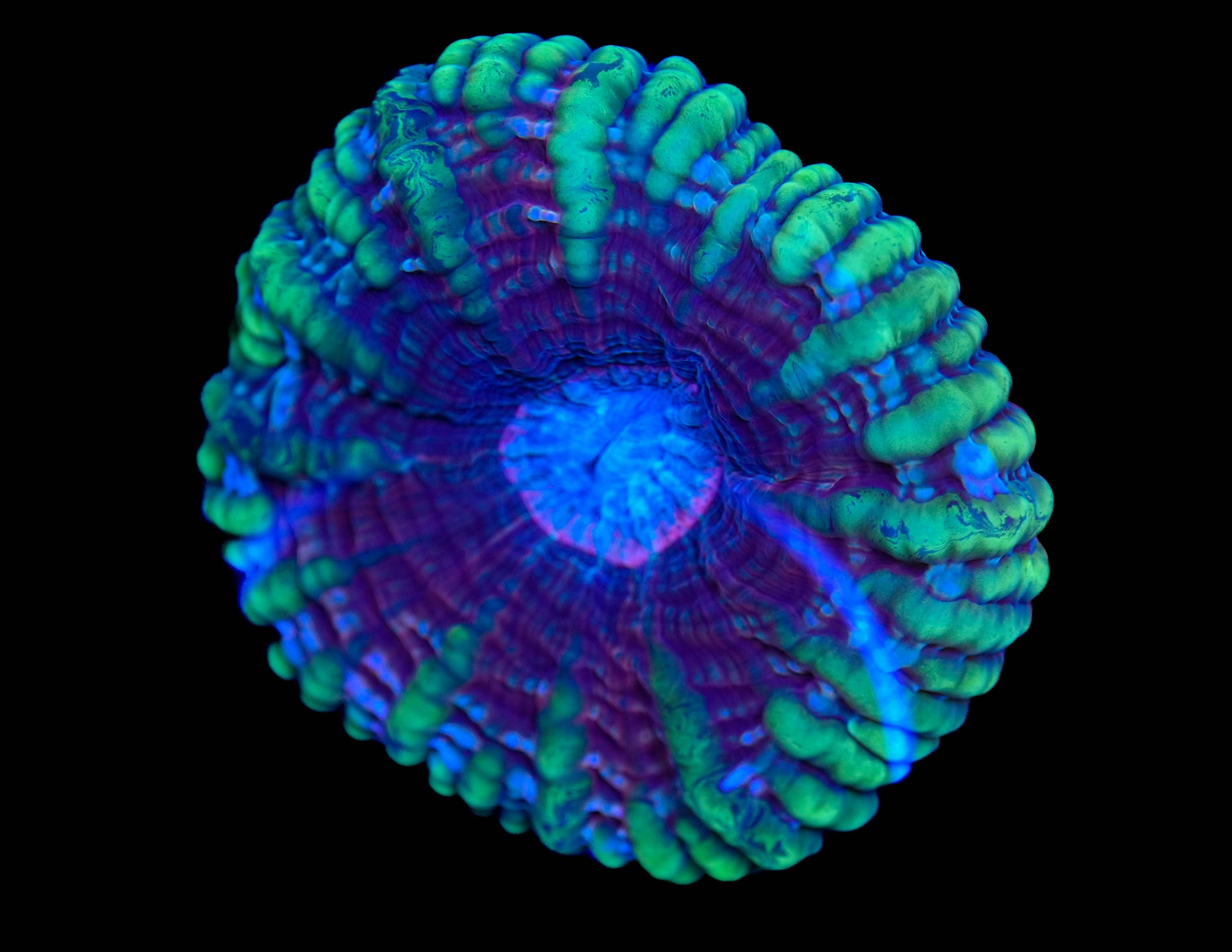 WYSIWYG Large Ultra Cynarina