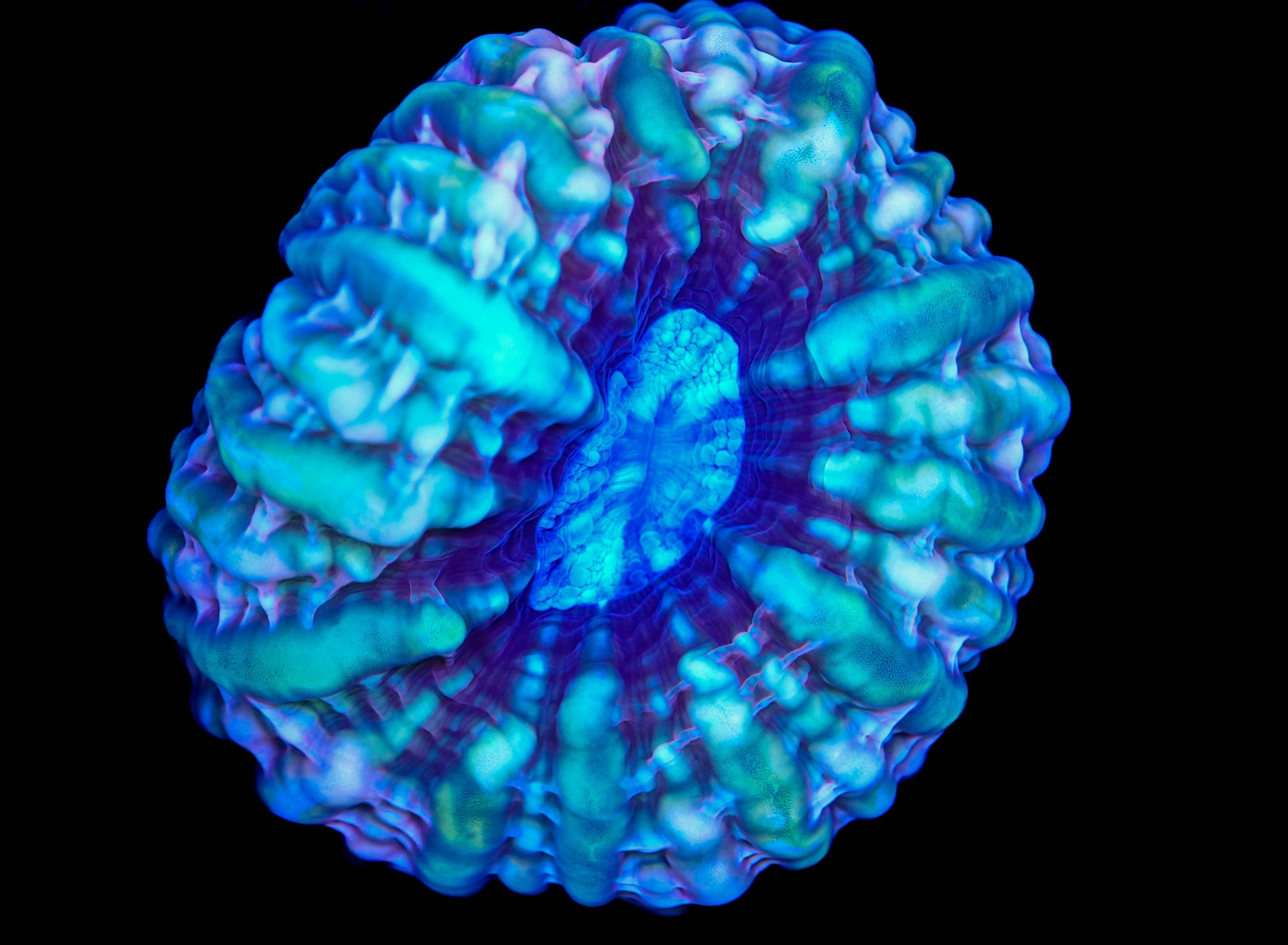 WYSIWYG Large Ultra Cynarina