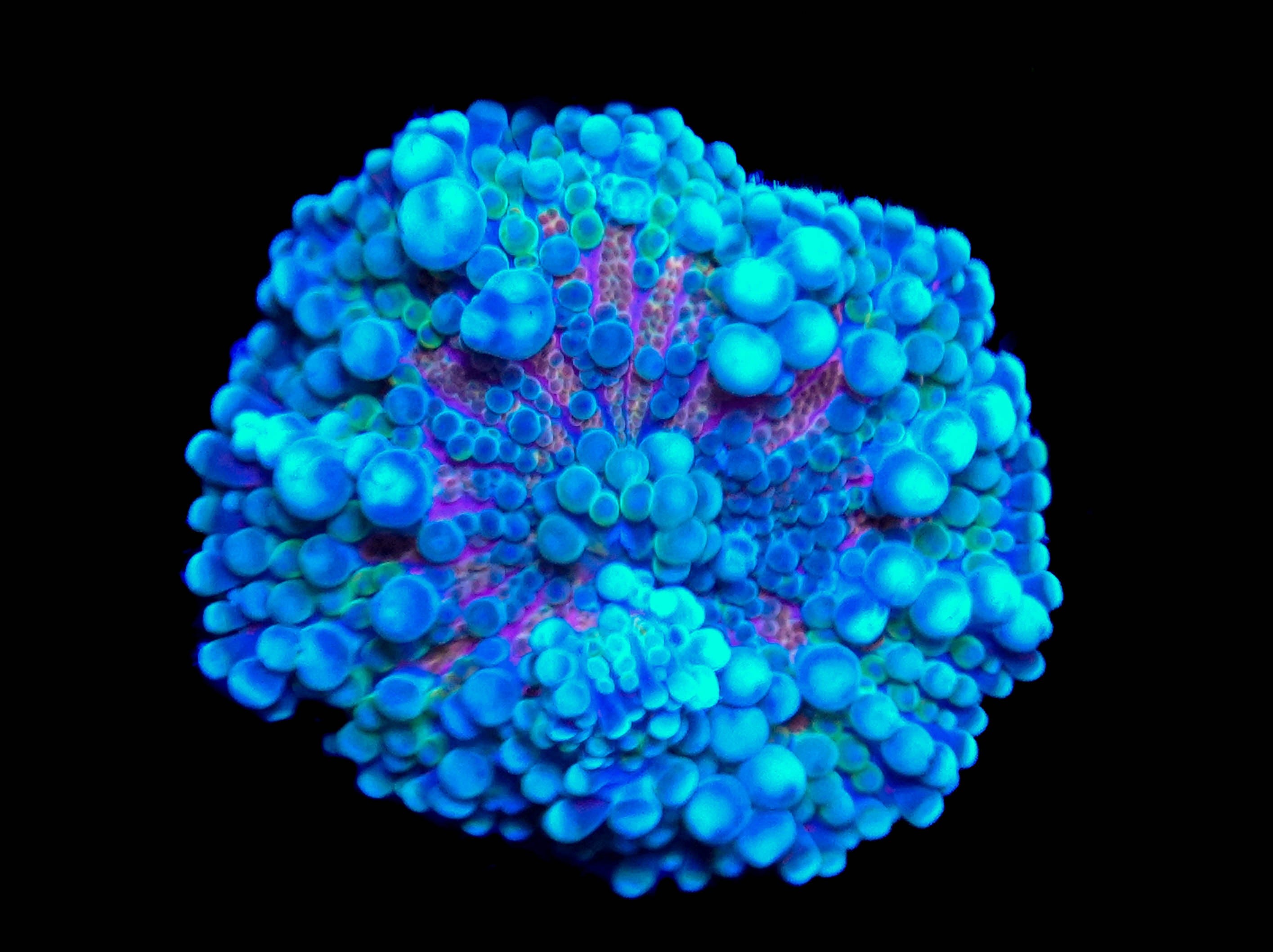 WYSIWYG Ricordea Yuma Mushroom