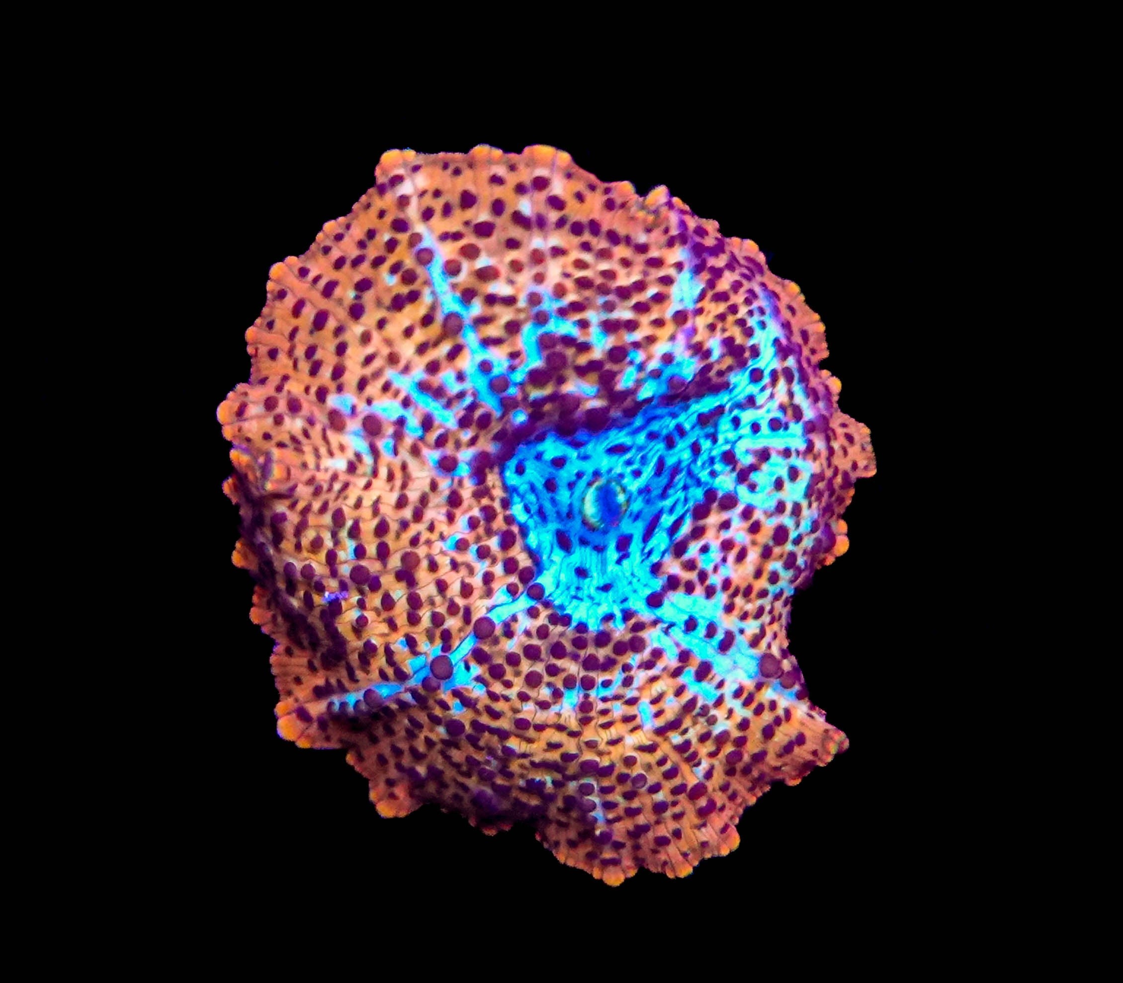 WYSIWYG Golden Leopard Discosoma Mushroom